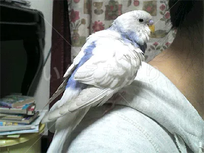 コメントの画像