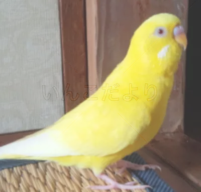 コメントの画像