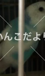 コメントの画像