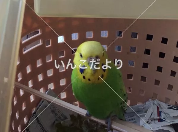 コメントの画像