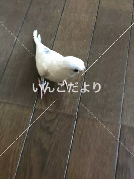 コメントの画像