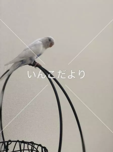 コメントの画像