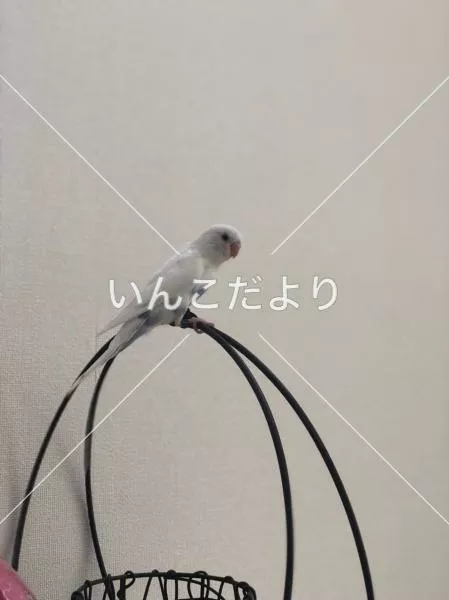 コメントの画像