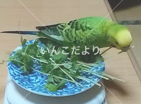 コメントの画像