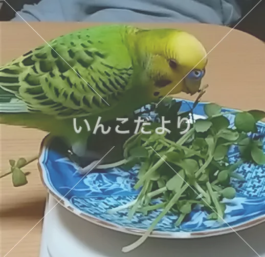 コメントの画像