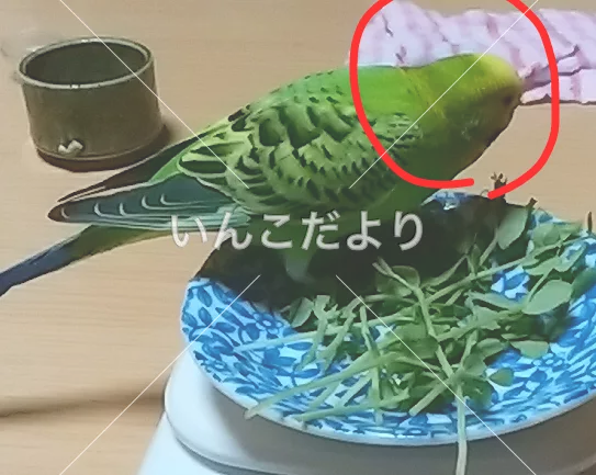 コメントの画像