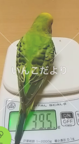 コメントの画像