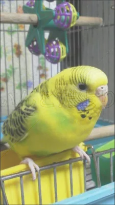 コメントの画像