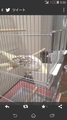 コメントの画像