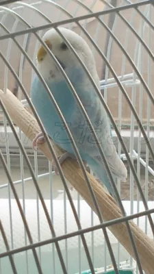 コメントの画像