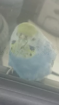 コメントの画像