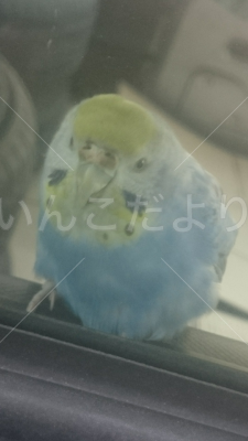 コメントの画像