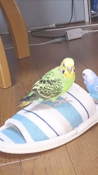 コメントの画像