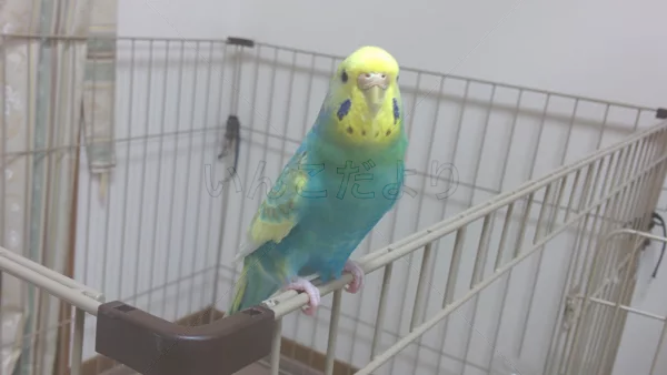 コメントの画像