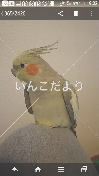 コメントの画像