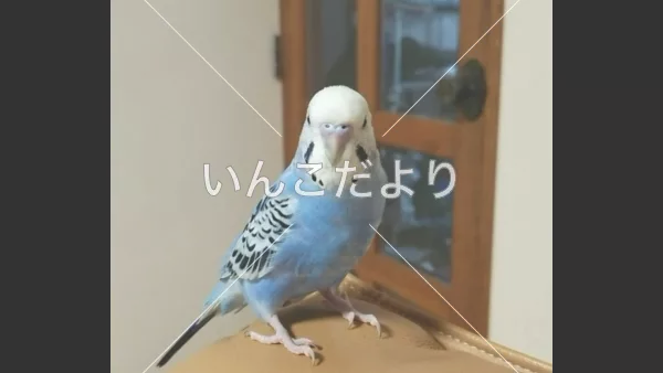 コメントの画像