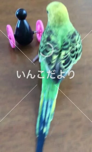 コメントの画像