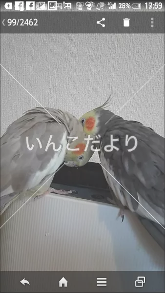 コメントの画像