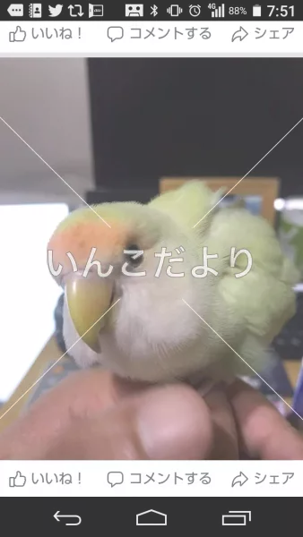 コメントの画像