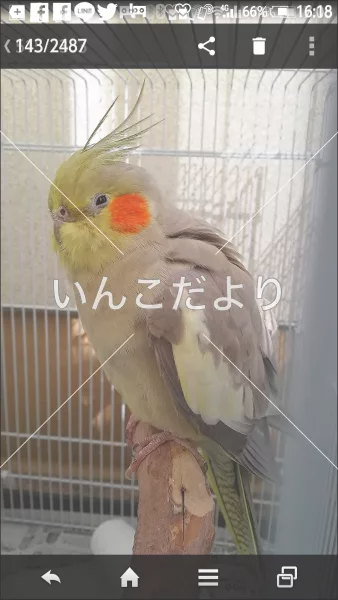 コメントの画像