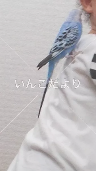 コメントの画像