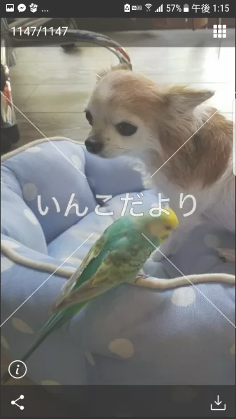 コメントの画像