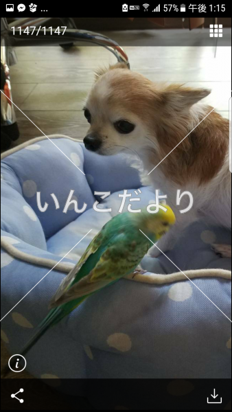 コメントの画像