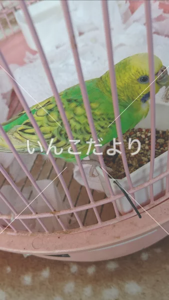 コメントの画像