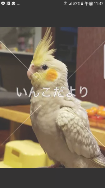 コメントの画像