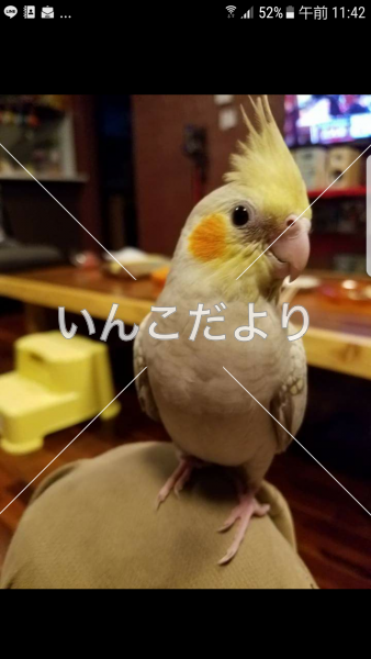 コメントの画像
