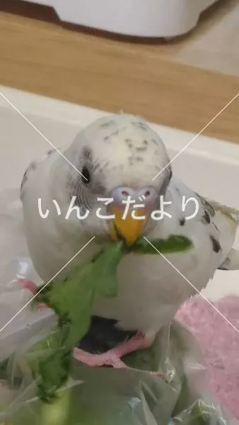 コメントの画像