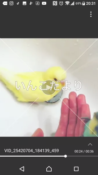 コメントの画像