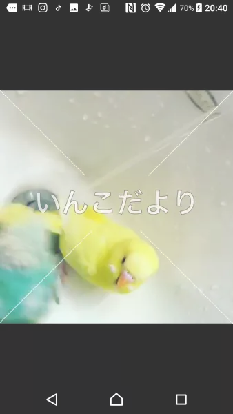 コメントの画像