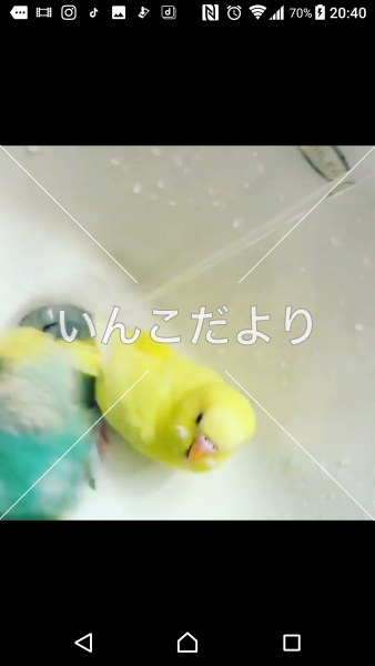 コメントの画像