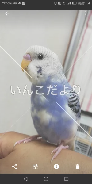 コメントの画像