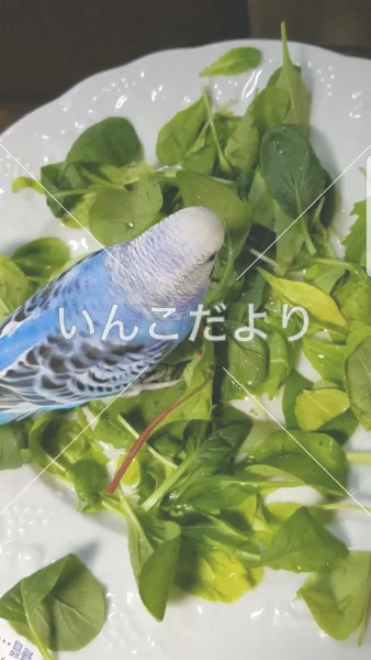 コメントの画像