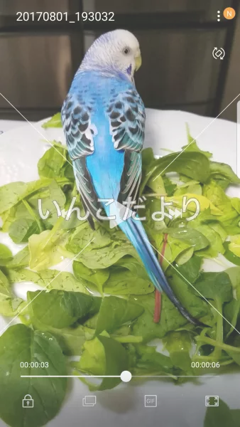 コメントの画像