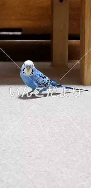 コメントの画像