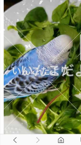 コメントの画像