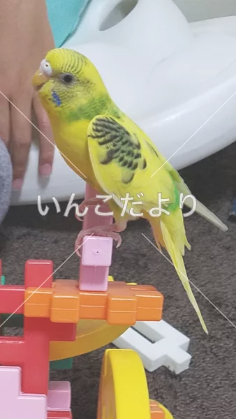 コメントの画像