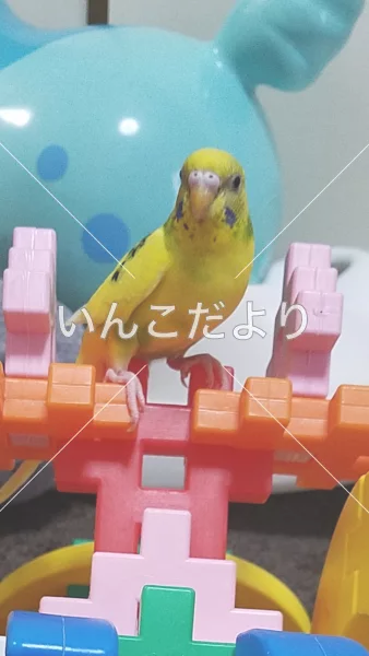 コメントの画像