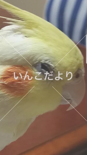 コメントの画像