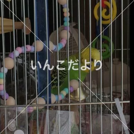 コメントの画像