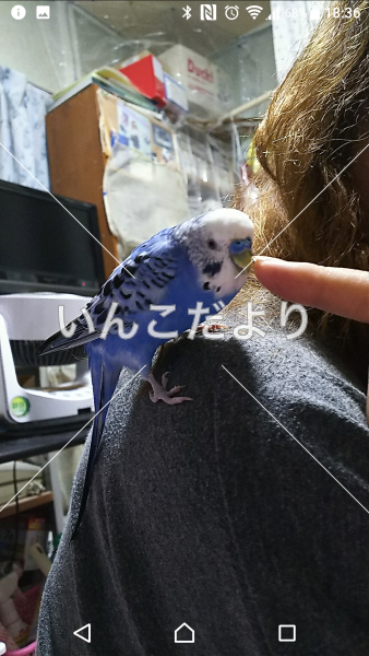 コメントの画像