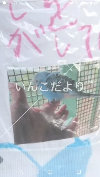 コメントの画像