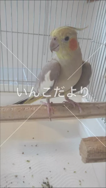 コメントの画像