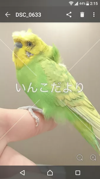 コメントの画像