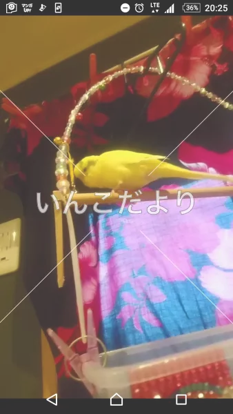 コメントの画像