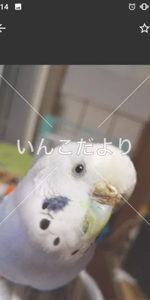 コメントの画像