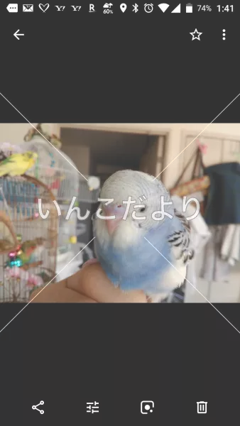 コメントの画像